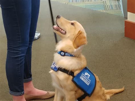 guide dog training ohio